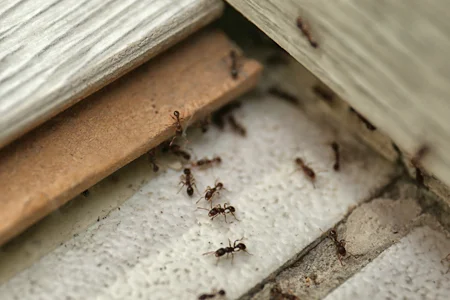 ants on a tile floor