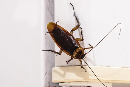 cockroach in kitchen