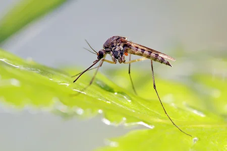 mosquito on a leaf