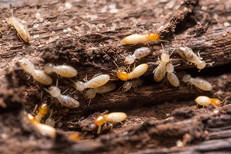 termites on wood