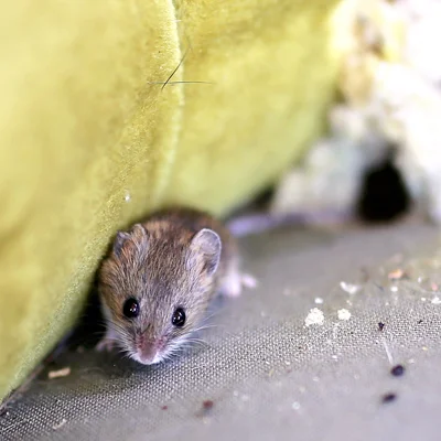 mouse in old chair