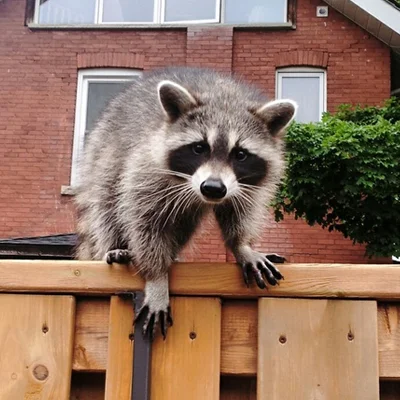 raccoon on a fence