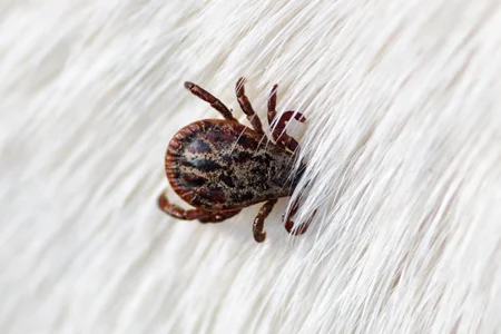 tick on a dog