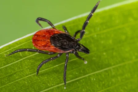 closeup image of a tick