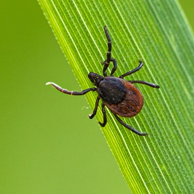 tick in grass