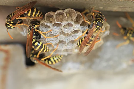 wasp nest