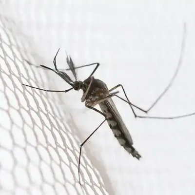 aedes-vexans-mosquito