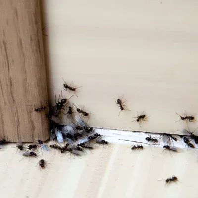 ants in home