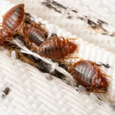 bed bugs on mattress