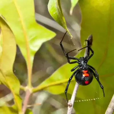 black-widow-spide