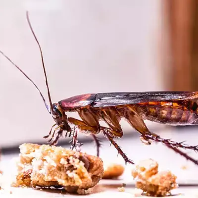 cockroach-eating