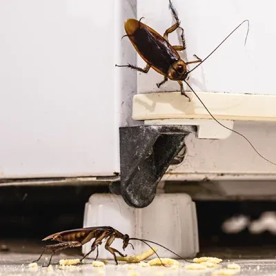 cockroaches under refrigerator