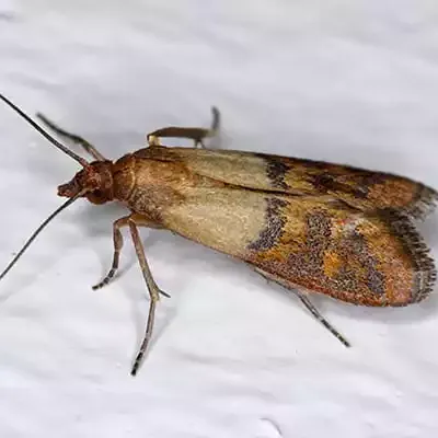 indian meal moth