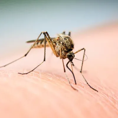 mosquito on someones arm