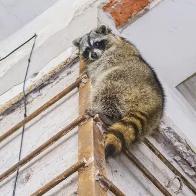 raccoon in attic