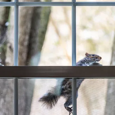 Squirrel climbing on a window