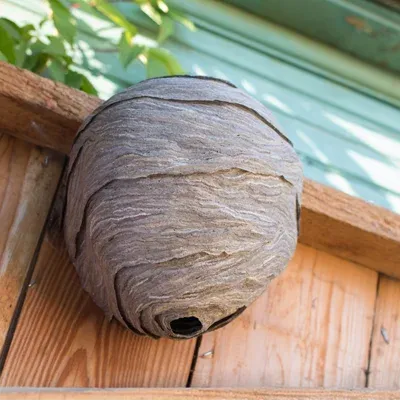 wasp nest on fence next to home