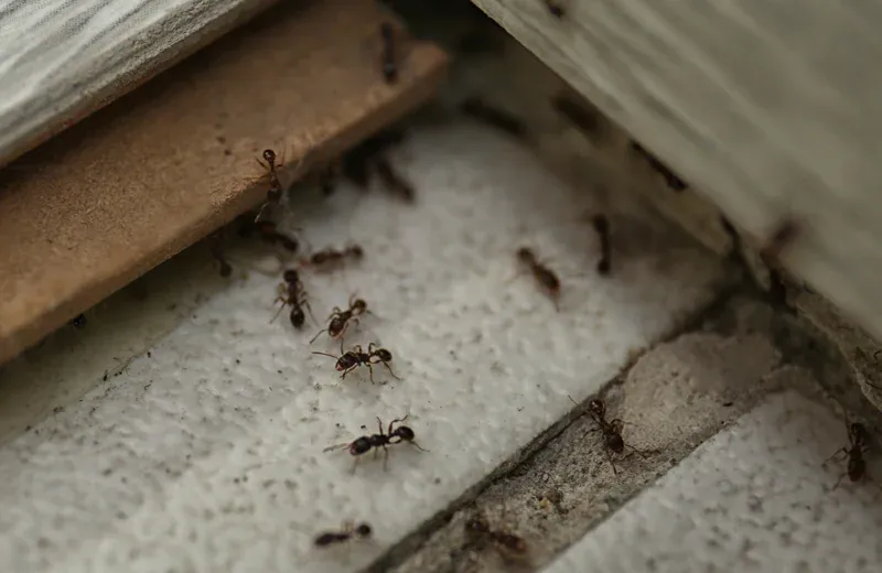 ants on the floor in a home