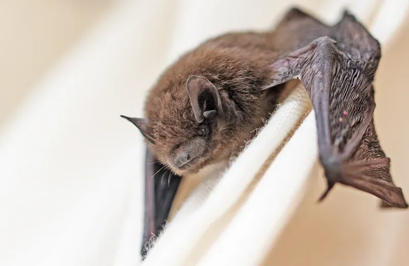 bat in house on curtains