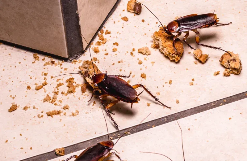 cockroaches in kitchen