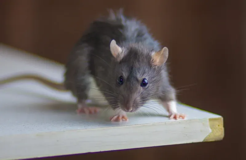 mouse in kitchen