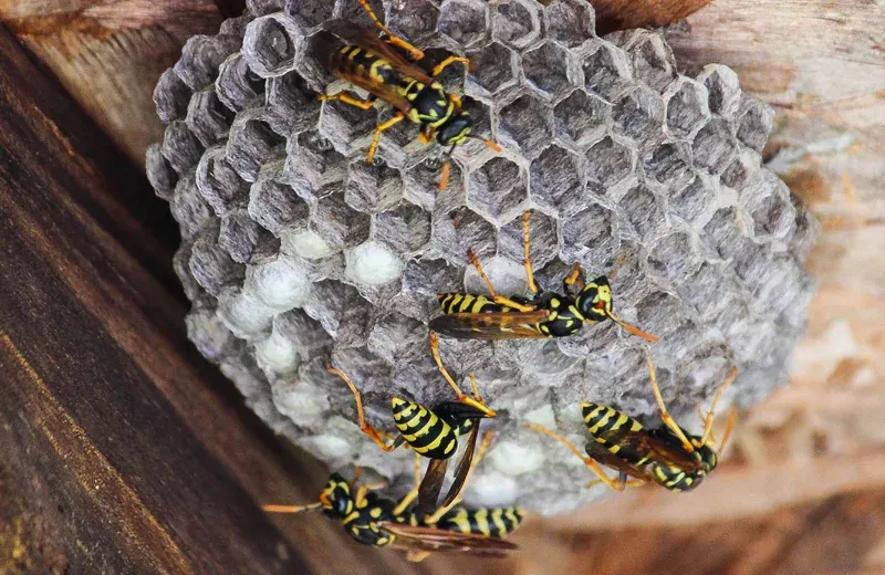 stinging insect control, wasp nest on porch