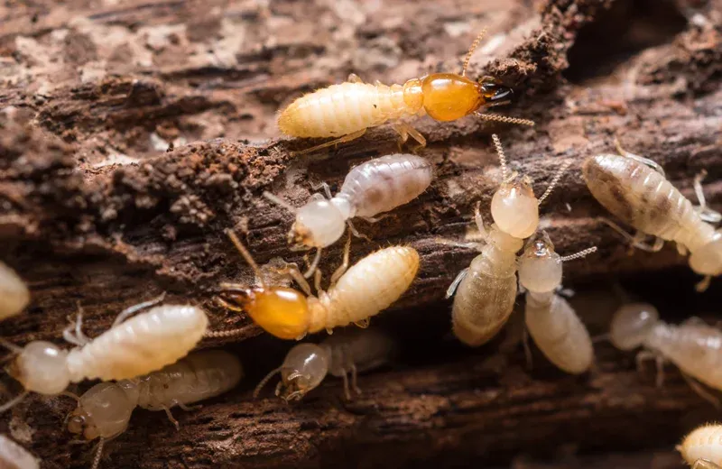 termites on wood