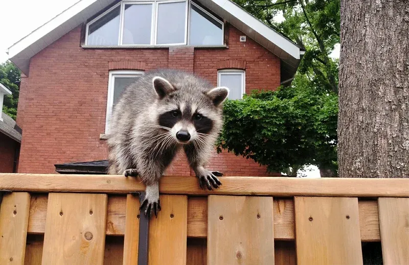 raccoon on wood fence