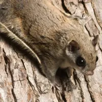 flying squirrel