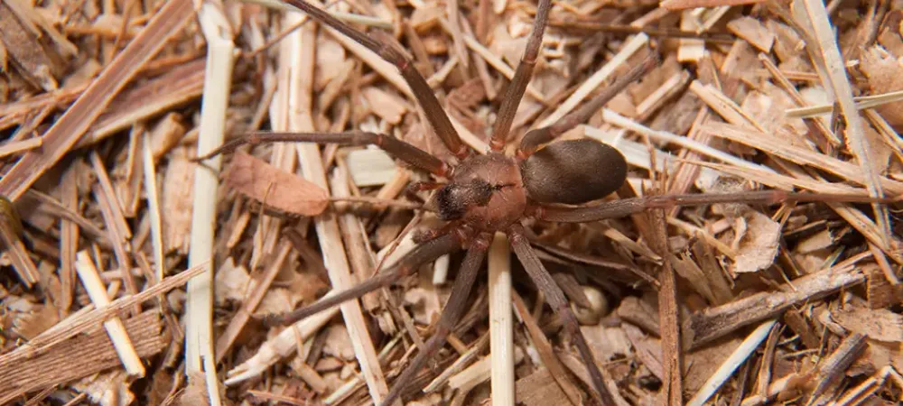 brown recluse