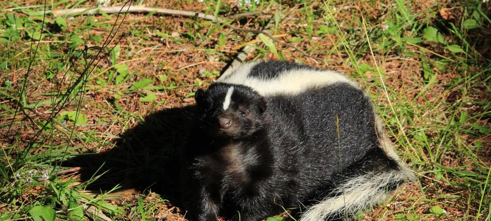 skunk