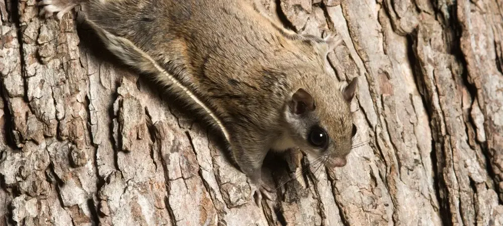 flying squirrel