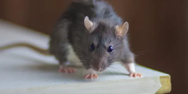 mouse in kitchen