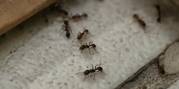 ants on the floor in a home