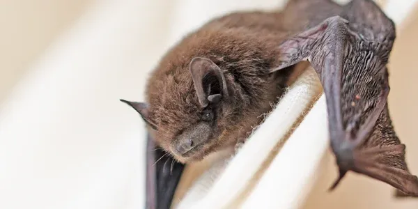 bat in house on curtains